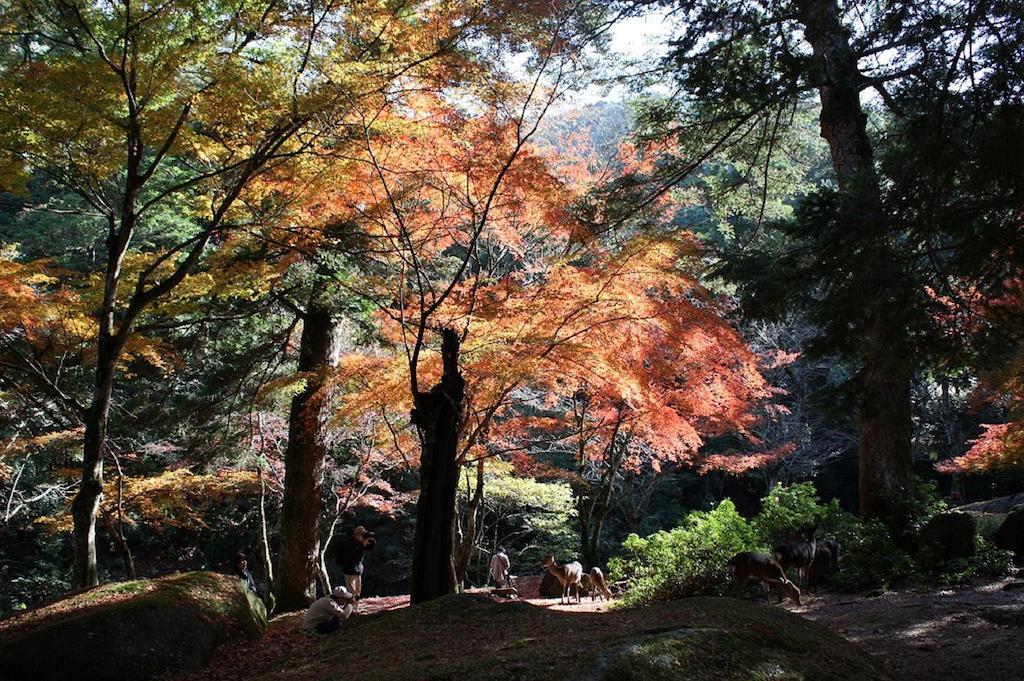 Hotel Sakuraya Itsukushima Exteriér fotografie